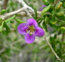 Lycium brevipes