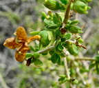 Lycium brevipes