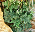 Notholaena californica ssp. californica