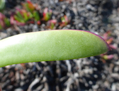 Carpobrotus chilensis