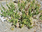 Ambrosia ilicifolia