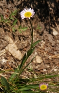 Erigeron peregrinus var. callianthemus