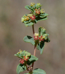 Euphorbia ocellata