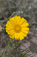 Baileya multiradiata