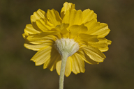 Baileya multiradiata