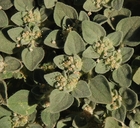 Eremocarpus setigerus