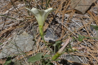 Calystegia occidentalis ssp. occidentalis