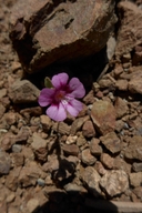Diplacus layneae