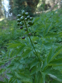 Actaea rubra