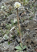 Micranthes rhomboidea