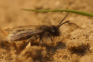 Andrena nycthemera