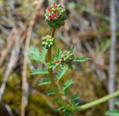 Sanguisorba minor ssp. muricata