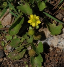Ranunculus cymbalaria var. saximontanus