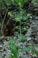 Rorippa palustris var. occidentalis