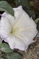 Datura wrightii
