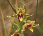 Epipactis gigantea