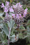 Salvia leucophylla