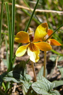 Viola purpurea ssp. integrifolia