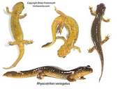 Rhyacotriton variegatus
