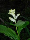 Maianthemum racemosum