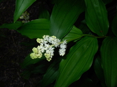 Maianthemum racemosum