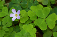 Oxalis smalliana