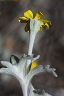 Eriophyllum congdonii