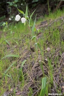 Calochortus albus