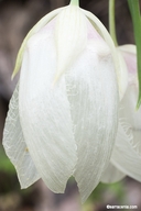 Calochortus albus