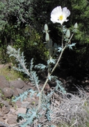 Argemone pleiacantha ssp. pleiacantha