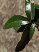 Quercus durifolia