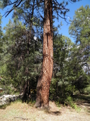 Pinus ponderosa var. arizonica