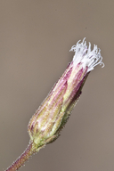 Sachsia polycephala