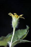 Calyptocarpus vialis