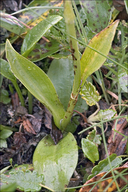 Pseudorchis albida ssp. albida