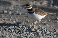 Charadrius vociferus