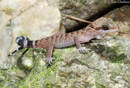 Thai Bow-fingered Gecko