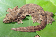 Smooth-backed Flying Gecko