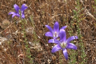 Brodiaea elegans