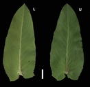 Arctostaphylos andersonii