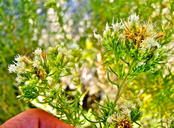 Ericameria albida