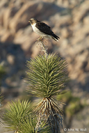 Buteo jamaicensis