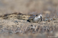 Pituophis catenifer