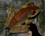 Boophis boehmei