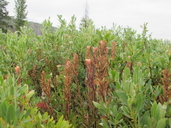 Castilleja rhexifolia