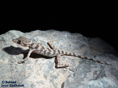 Bazman's Bent-toed Gecko