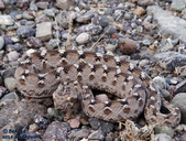 Echis carinatus