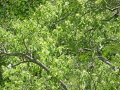 Heliocarpus attenuatus