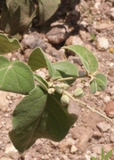 Croton alamosana