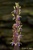 Pacific Coral Root